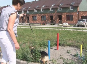 Как выгулять собаку и не нарушить закон в Новосибирске