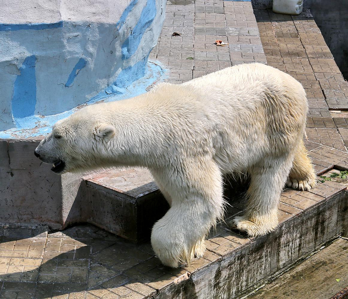 Белые медведи Кай и Герда будут теперь жить в зоопарке за стеклом
