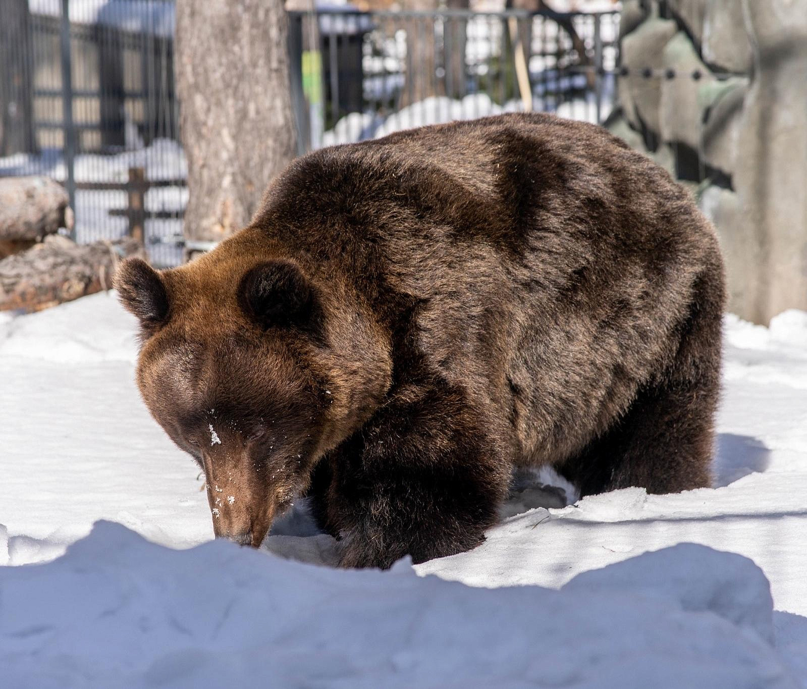 Бурые медведи Лёха и Валя вышли из берлоги после зимней спячки