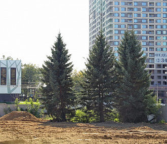 Сравняли с землёй: свидетелей вырубки на Кирова ищут в Новосибирске