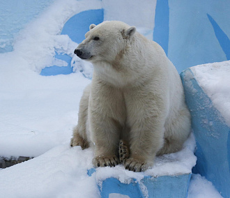 Белая медведица Шайна из Новосибирского зоопарка уехала жить в Удмуртию