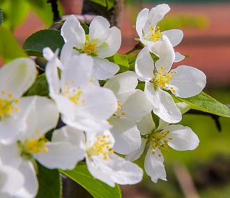 Морозоустойчивые цветы из Волгограда высаживают в Новосибирске
