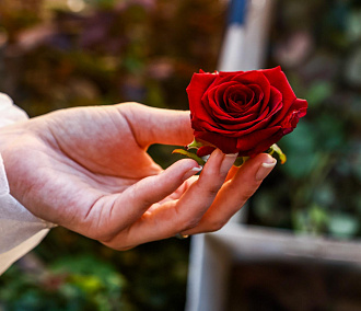 Цветочный рай: 16 миллионов роз вырастили за год в новосибирских теплицах