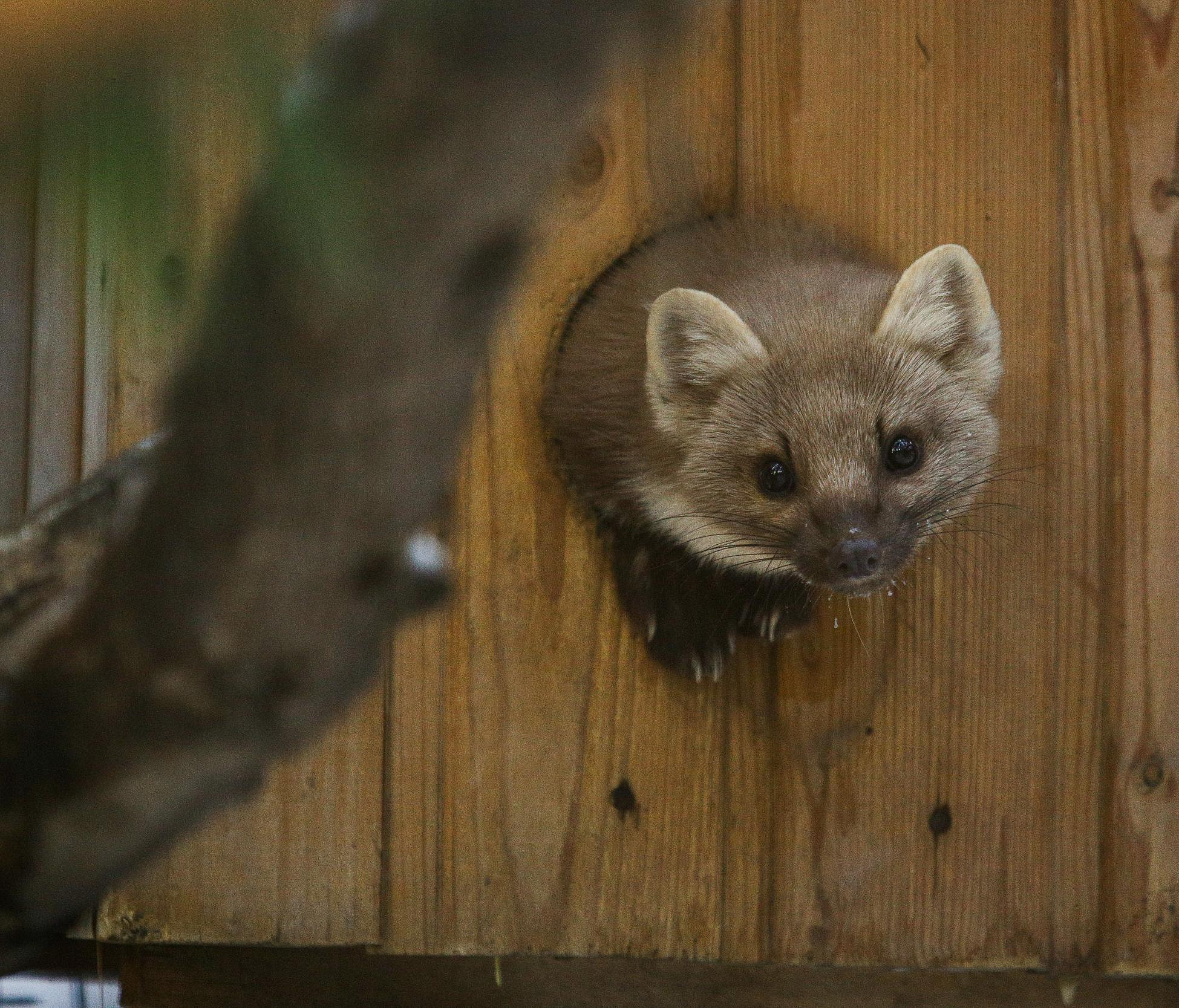 Новосибирский зоопарк помогает спасать животных из Донецка