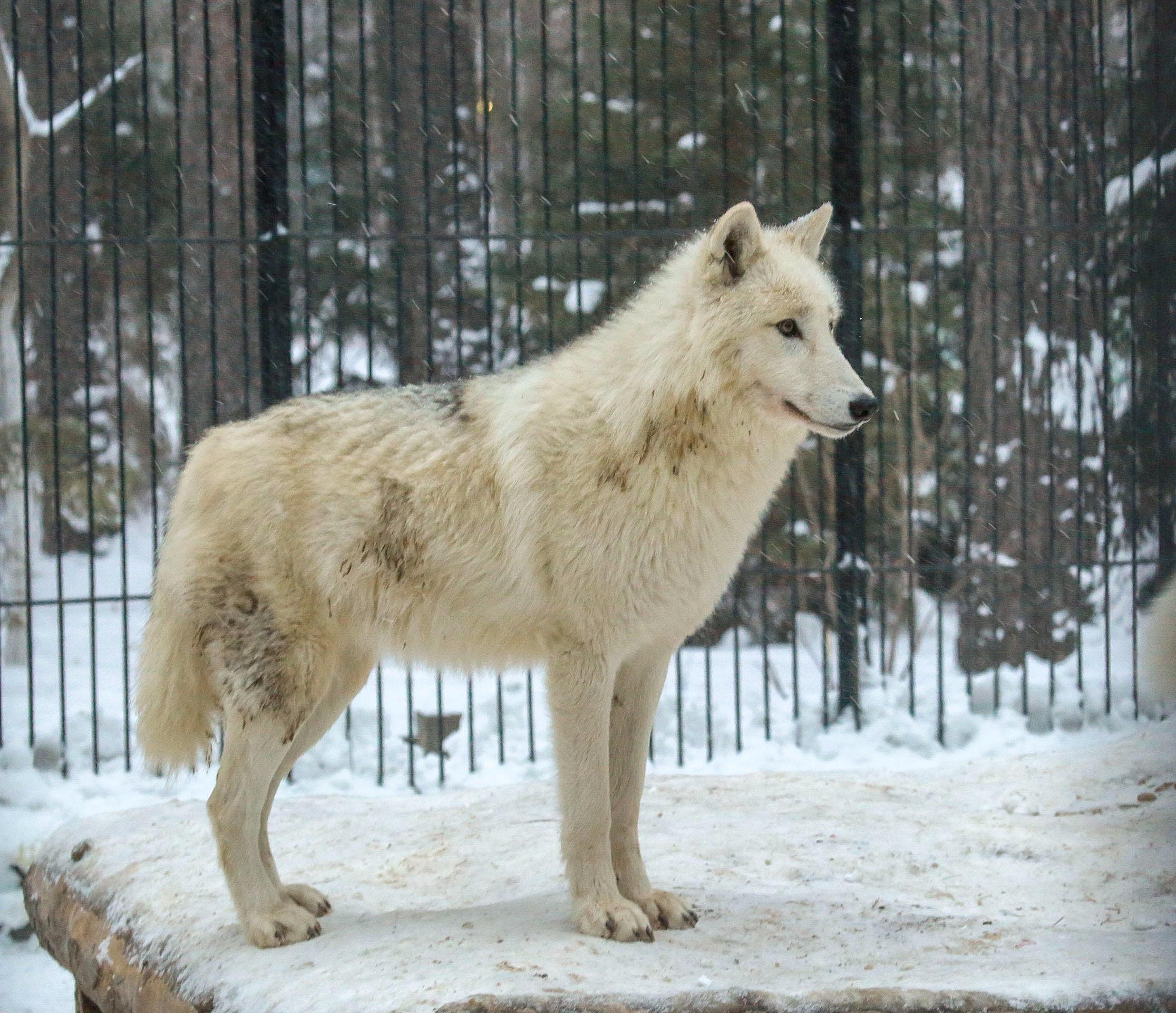 Новосибирский зоопарк продал 6 полярных волков в Арабские Эмираты