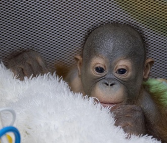 Малышу-орангутану в зоопарке заменяет маму мягкая игрушка