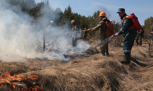 35 умных камер установили для отслеживания пожаров в новосибирских лесах