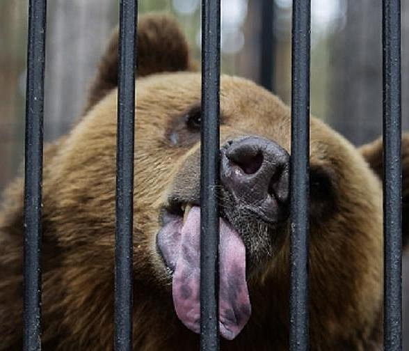 Стало известно, когда медведи Новосибирского зоопарка выйдут из спячки