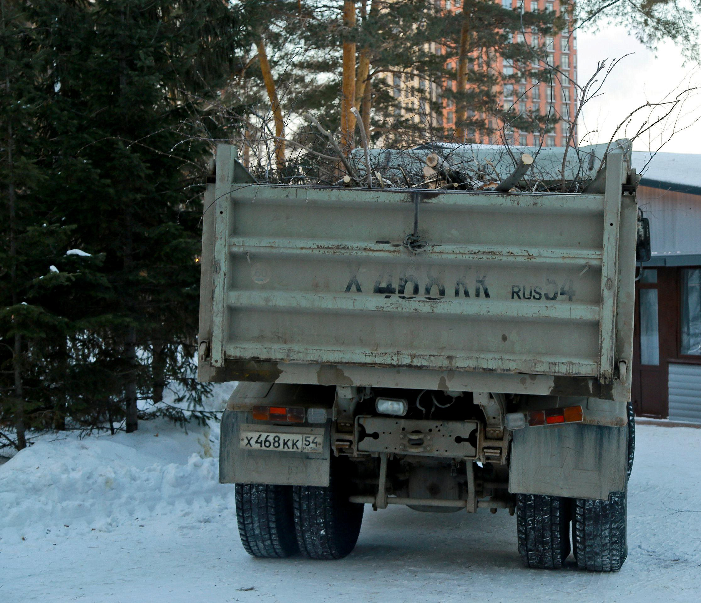 Омолаживающий поллардинг проводят тополям в Новосибирске