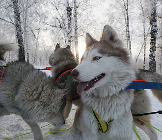 Год Собаки в Новосибирске начался заездом на хаски