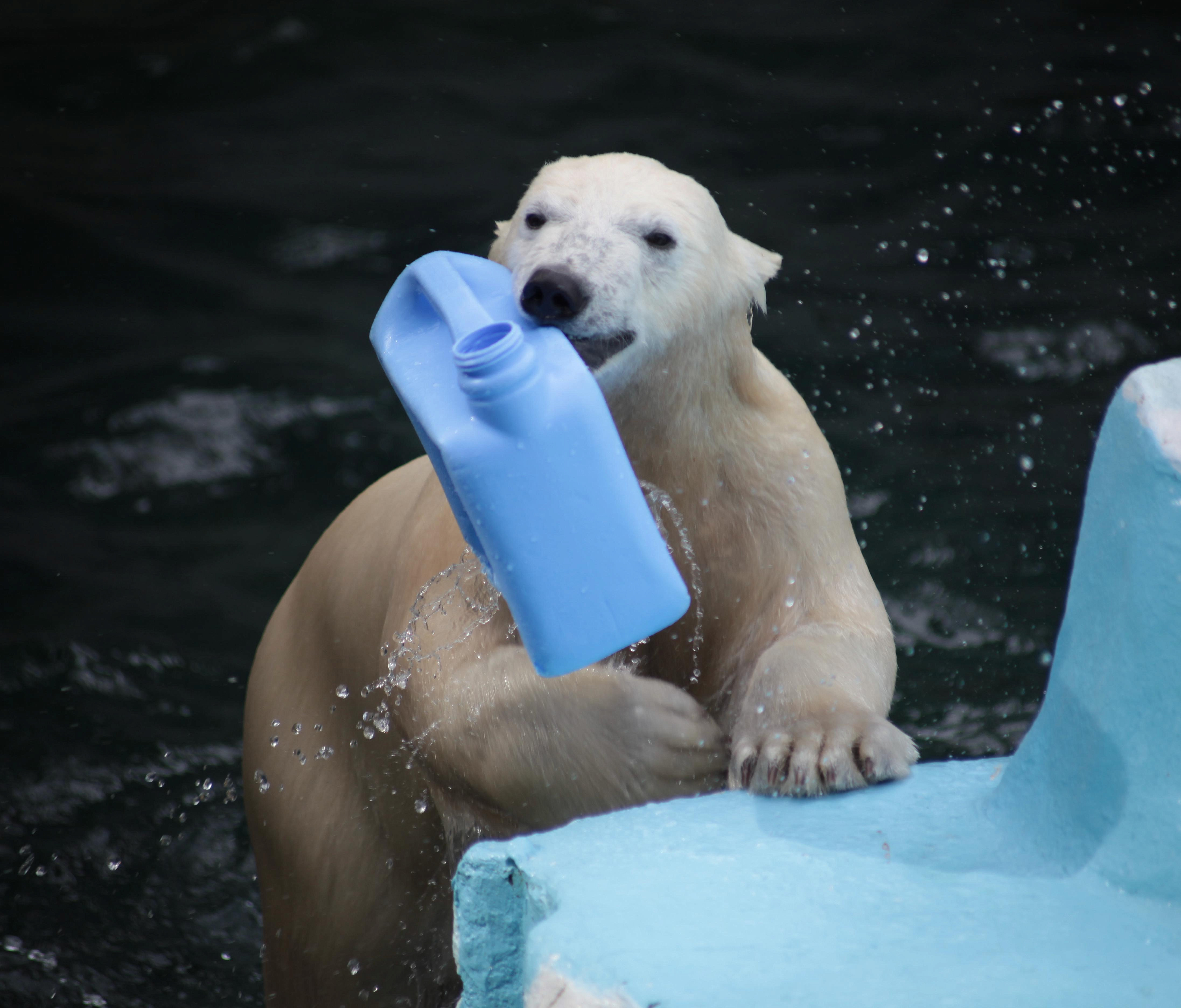 Купальный сезон открыли полярные медведи новосибирского зоопарка