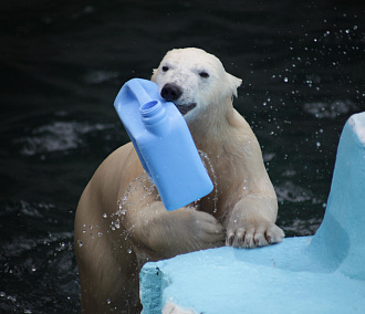 Купальный сезон открыли полярные медведи новосибирского зоопарка