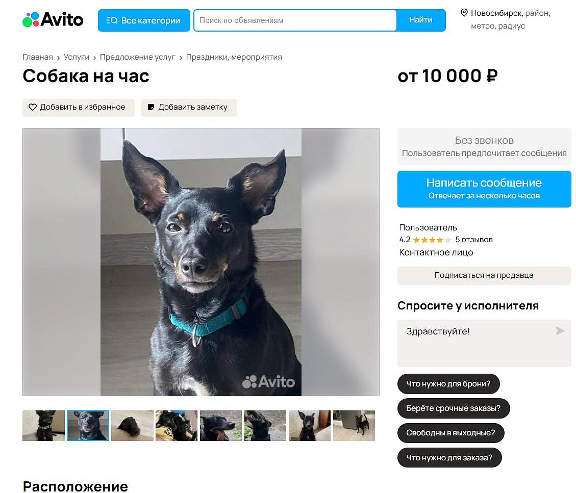 Смесь таксы и дьявола: новосибирцы сдают собаку в аренду за 10 тысяч