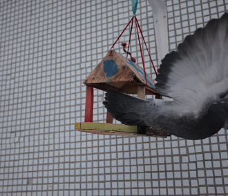 Птичий дом-пылесос смастерили новосибирские школьники